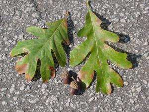White oak leaves and acorns